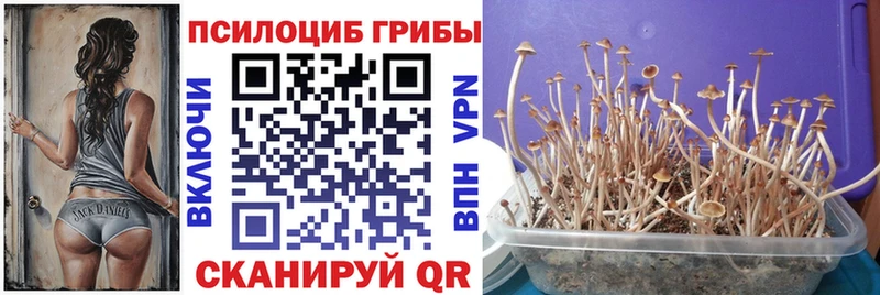 сколько стоит  Норильск  гидра   Псилоцибиновые грибы Psilocybine cubensis 